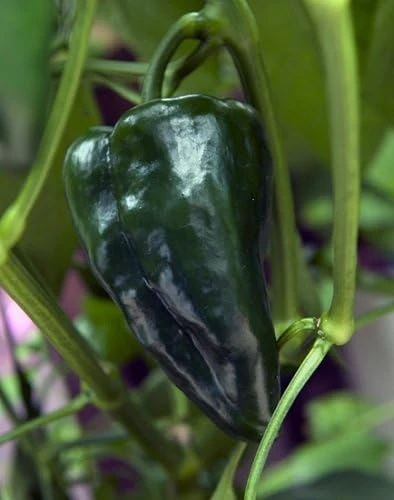 Ancho San Luis Pepper Seeds - 20 Seeds - Mildly Hot, High Yield - Image 1