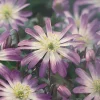 Anemone Windflower Bulbs - Charmer Lilac-Pink - 12 Bulbs - 5/+ cm - Image 1