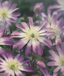 Anemone Windflower Bulbs - Charmer Lilac-Pink - 12 Bulbs - 5/+ cm - Image 1