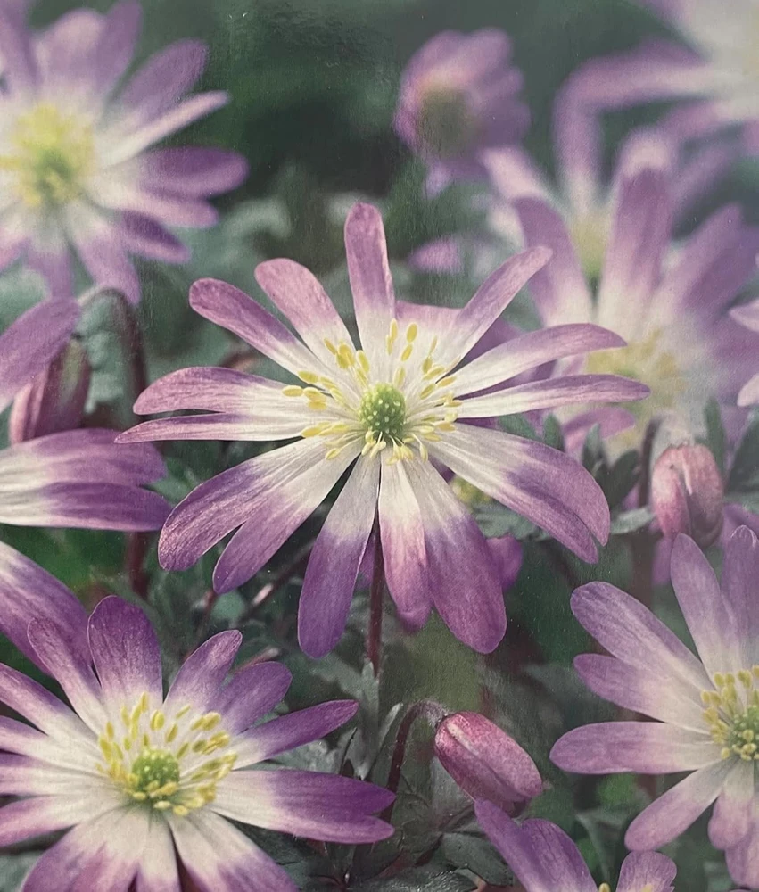 Anemone Windflower Bulbs - Charmer Lilac-Pink - 12 Bulbs - 5/+ cm - Image 1