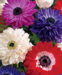 Anemone Windflowers Mixture Bulbs - 15 Bulbs, 8/+ cm - Mixed Colors - Image 2