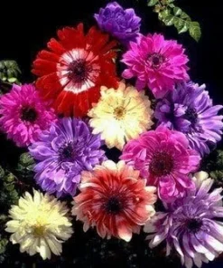 Anemone Windflowers Mixture Bulbs - 15 Bulbs, 8/+ cm - Mixed Colors - Image 3