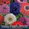Anemone Windflowers Mixture Bulbs - 15 Bulbs, 8/+ cm - Mixed Colors - Image 1