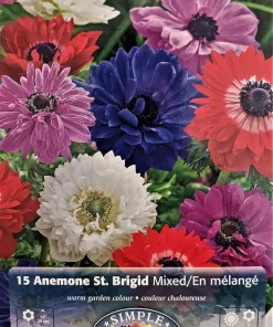 Anemone Windflowers Mixture Bulbs - 15 Bulbs, 8/+ cm - Mixed Colors - Image 1