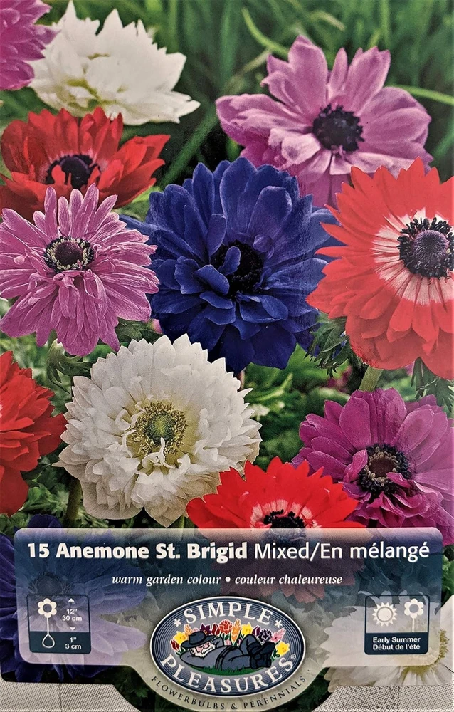 Anemone Windflowers Mixture Bulbs - 15 Bulbs, 8/+ cm - Mixed Colors - Image 1