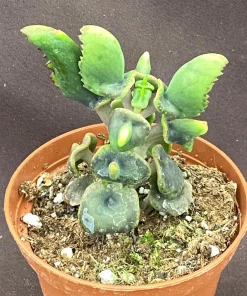 Angel Trumpet Kalanchoe Live Plant - Kalanchoe Trompeta, Rooted in 3
