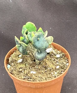 Angel Trumpet Kalanchoe Live Plant - Kalanchoe Trompeta, Rooted in 3