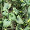Angel Trumpet Kalanchoe Live Plant - Kalanchoe Trompeta, Rooted in 3" Pot - Image 1