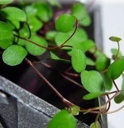 Angel Vine Muehlenbeckia Live Plant - 2.5" Pot - Houseplant & Terrarium - Image 2