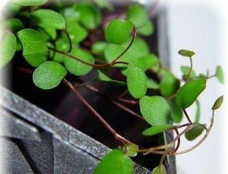 Angel Vine Muehlenbeckia Live Plant - 2.5" Pot - Houseplant & Terrarium - Image 2