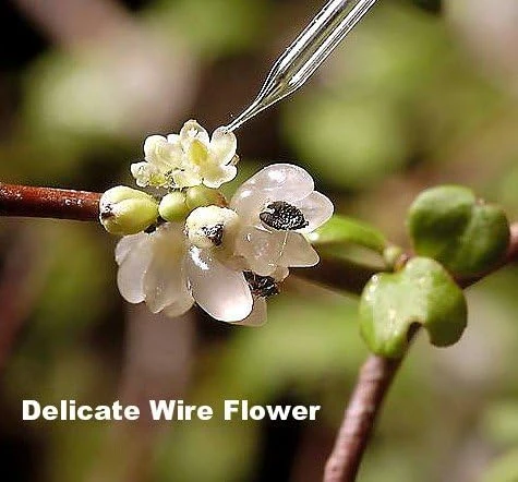 Angel Vine Muehlenbeckia Live Plant - 2.5" Pot - Houseplant & Terrarium - Image 3