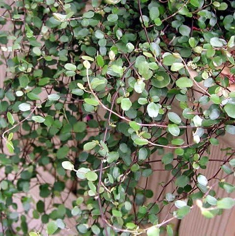 Angel Vine Muehlenbeckia Live Plant - 2.5" Pot - Houseplant & Terrarium - Image 4