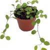 Angel Vine Muehlenbeckia Live Plant - 2.5" Pot - Houseplant & Terrarium - Image 1