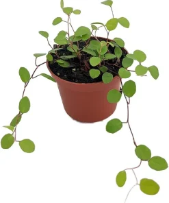 Angel Vine Muehlenbeckia Live Plant - 2.5
