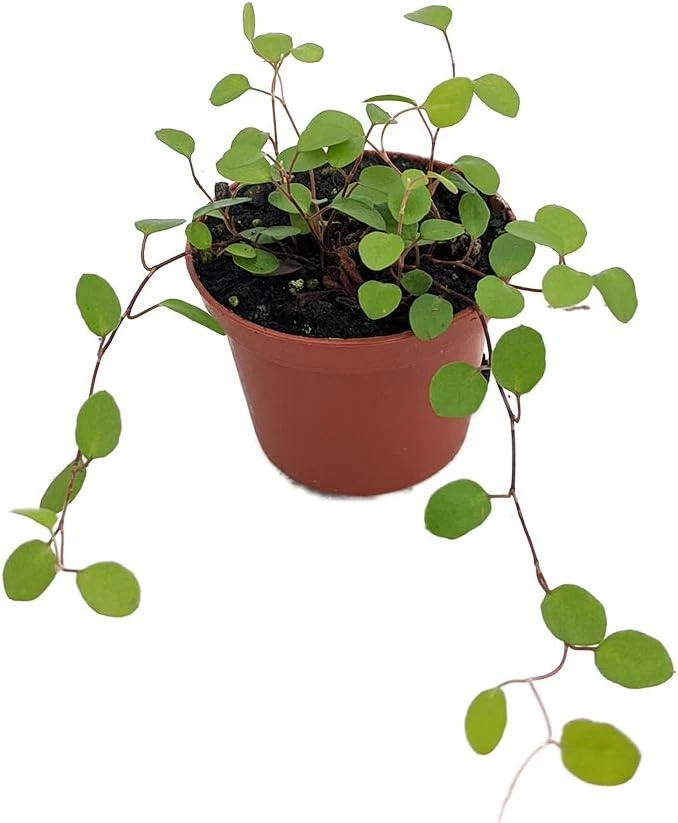 Angel Vine Muehlenbeckia Live Plant - 2.5" Pot - Houseplant & Terrarium - Image 1