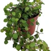 Angel Vine Muehlenbeckia Live Plant - 3.7" Pot - Houseplant & Terrarium - Image 1