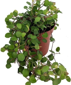 Angel Vine Muehlenbeckia Live Plant - 3.7
