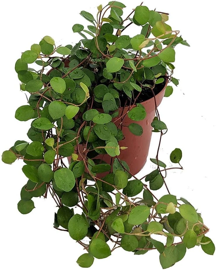 Angel Vine Muehlenbeckia Live Plant - 3.7" Pot - Houseplant & Terrarium - Image 1