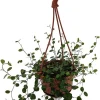 Angel Vine Muehlenbeckia Live Plant – 4" Mini Hanging Basket Houseplant - Image 1