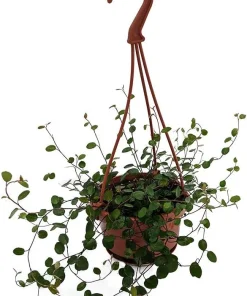 Angel Vine Muehlenbeckia Live Plant – 4