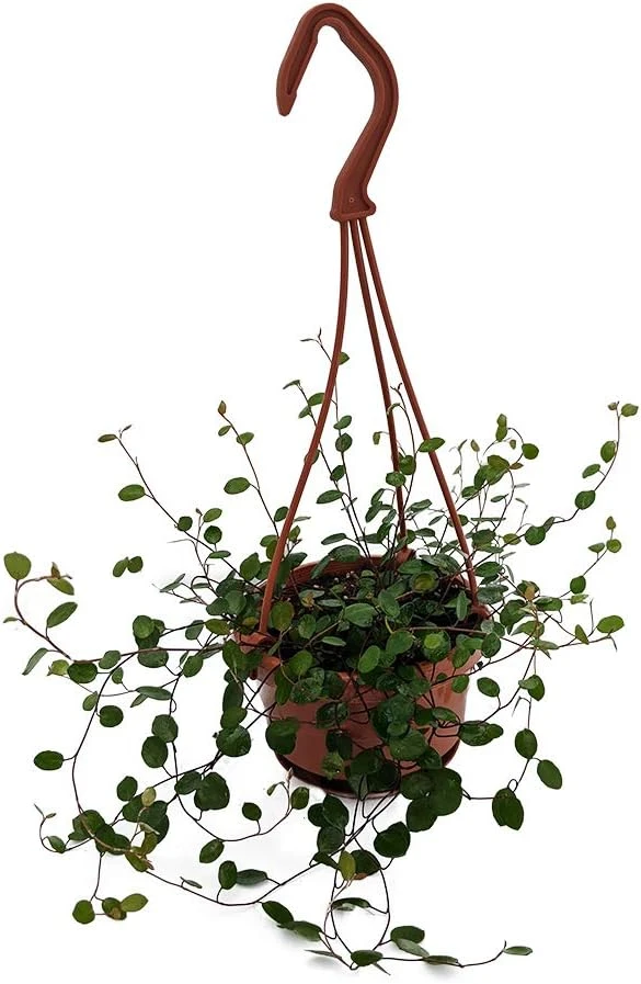 Angel Vine Muehlenbeckia Live Plant – 4" Mini Hanging Basket Houseplant - Image 1