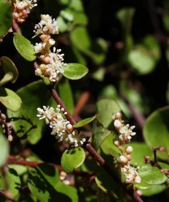 Angel Vine Muehlenbeckia Live Plant – 6