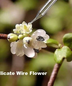 Angel Vine Muehlenbeckia Live Plant – 6
