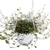 Angel Vine Muehlenbeckia Live Plant – 6" Hanging Basket – Indoor/Outdoor - Image 1