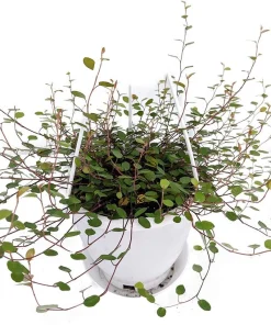 Angel Vine Muehlenbeckia Live Plant – 6
