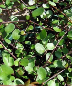 Angel Vine Muehlenbeckia Live Plant – 6