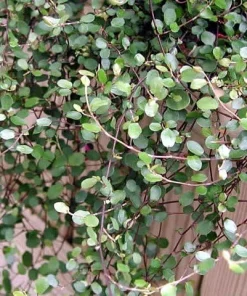 Angel Vine Muehlenbeckia Live Plant – 6