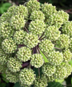 Angelica Archangelica Seeds – Edible Archangel Herb – 30 Seeds – Biennial – Part Shade - Image 3