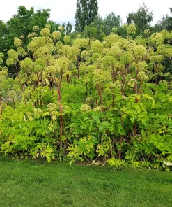 Angelica Archangelica Seeds – Edible Archangel Herb – 30 Seeds – Biennial – Part Shade - Image 4