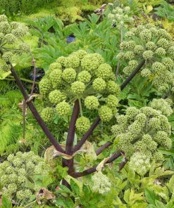 Angelica Archangelica Seeds – Edible Archangel Herb – 30 Seeds – Biennial – Part Shade - Image 5