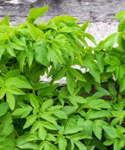 Angelica Archangelica Seeds – Edible Archangel Herb – 30 Seeds – Biennial – Part Shade - Image 6