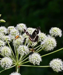 Angelica Archangelica Seeds – Edible Archangel Herb – 30 Seeds – Biennial – Part Shade - Image 7