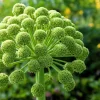 Angelica Archangelica Seeds – Edible Archangel Herb – 30 Seeds – Biennial – Part Shade - Image 1