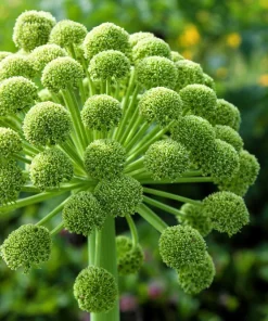 Angelica Archangelica Seeds – Edible Archangel Herb – 30 Seeds – Biennial – Part Shade - Image 1