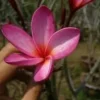 Angelica Plumeria Frangipani Cutting - 12-16" Live Plant - Fragrant Flowers - Image 1
