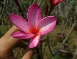 Angelica Plumeria Frangipani Cutting - 12-16