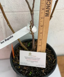 Ann Magnolia Live Plant - 12-18