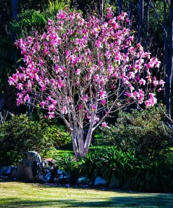 Ann Magnolia Live Plant - 12-18