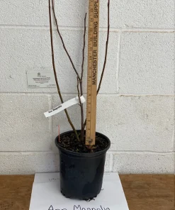 Ann Magnolia Live Plant - 12-18