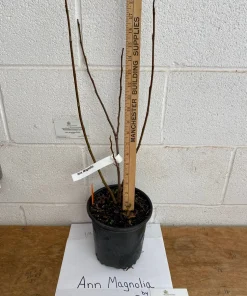 Ann Magnolia Live Plant - 12-18