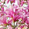Ann Magnolia Live Plant - 12-18" Shrub, Fragrant Purple-Red Flowers, 1 Gallon Pot - Image 1