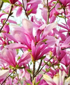 Ann Magnolia Live Plant - 12-18