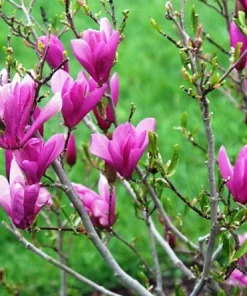 Ann Magnolia Live Plant – Fragrant Purple-Red Shrub – 2.5 inch Pot – Outdoor - Image 2
