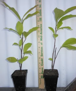 Ann Magnolia Live Plant – Fragrant Purple-Red Shrub – 2.5 inch Pot – Outdoor - Image 3