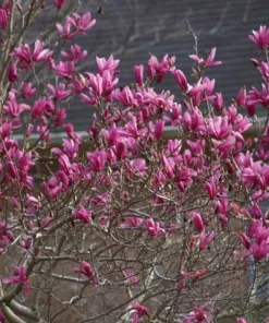 Ann Magnolia Live Plant – Fragrant Purple-Red Shrub – 2.5 inch Pot – Outdoor - Image 4