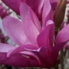 Ann Magnolia Live Plant – Fragrant Purple-Red Shrub – 2.5 inch Pot – Outdoor - Image 1
